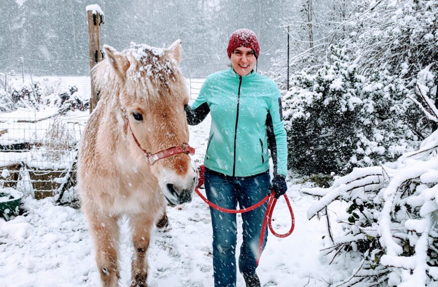 Fjord Horse in Snow