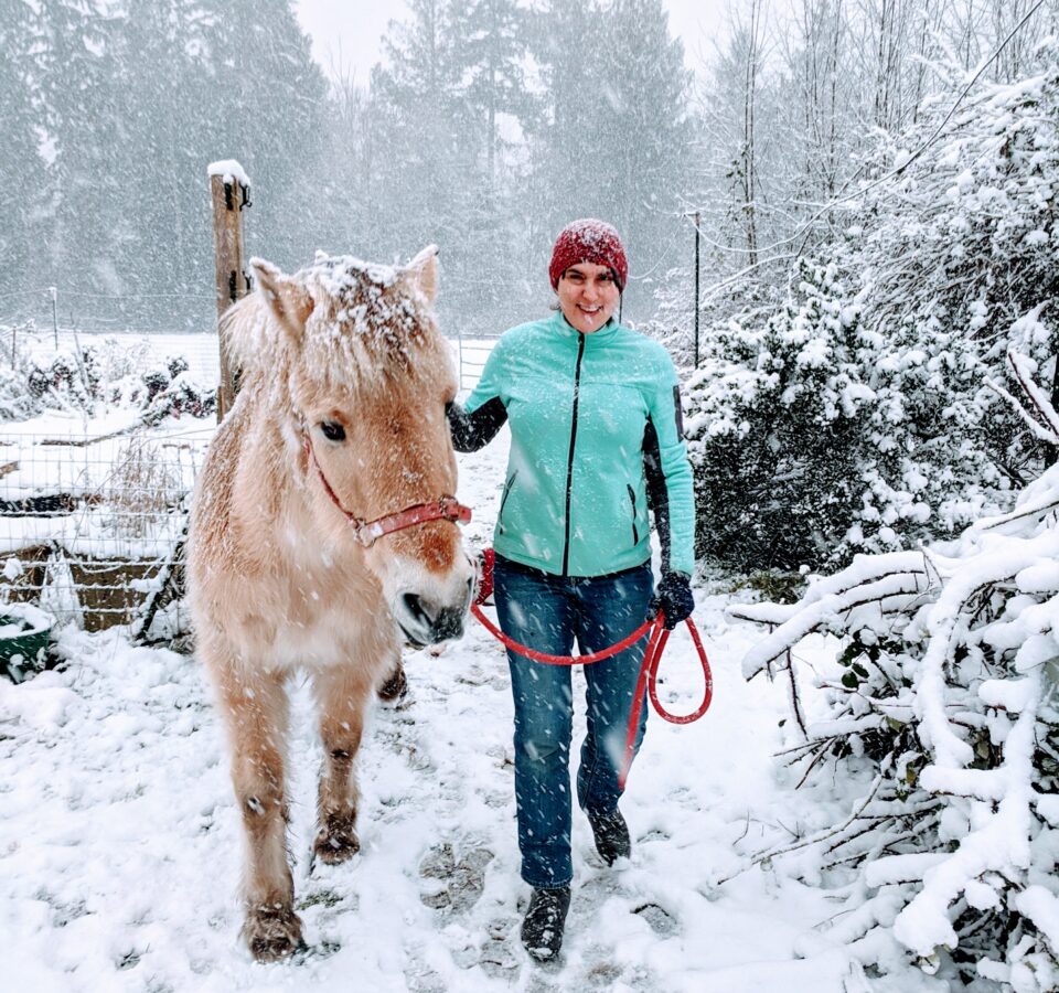 Fjord Horse in Snow