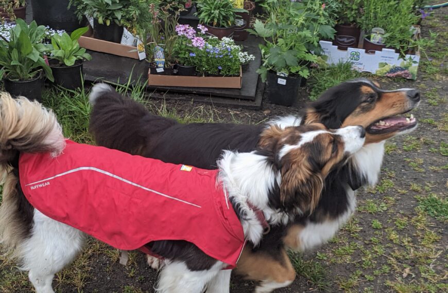 Dogs playing by potted plants