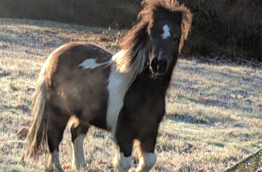 Pinto Miniature Horse