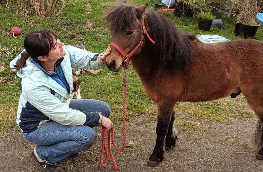 Miniature Horse Stallion Mick bumping his head into Mara