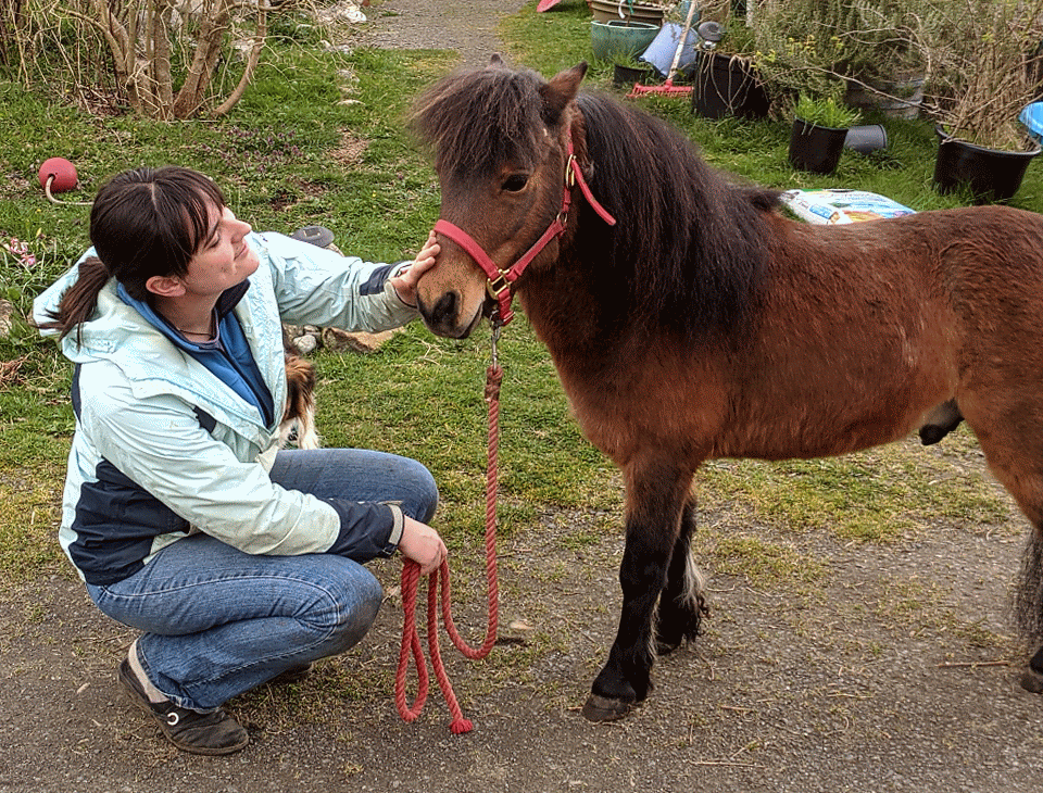 Miniature Horse Stallion Mick bumping his head into Mara