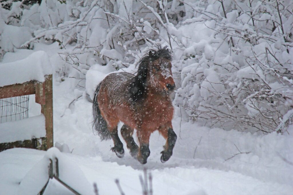 Miniature Horse running in the snow