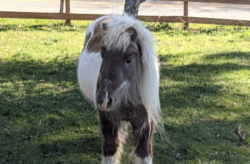 Pinto Miniature Horse