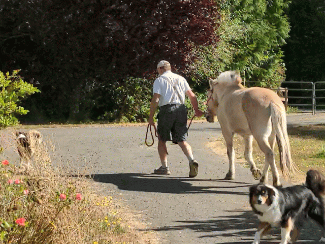 Skip leading Korik, our Norwegian Fjord Horse on a walk to help heal Koriks injured leg