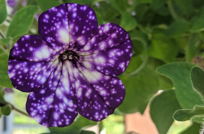 Night Sky Petunia