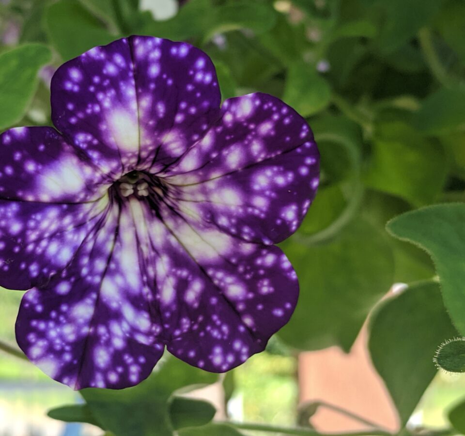 Night Sky Petunia