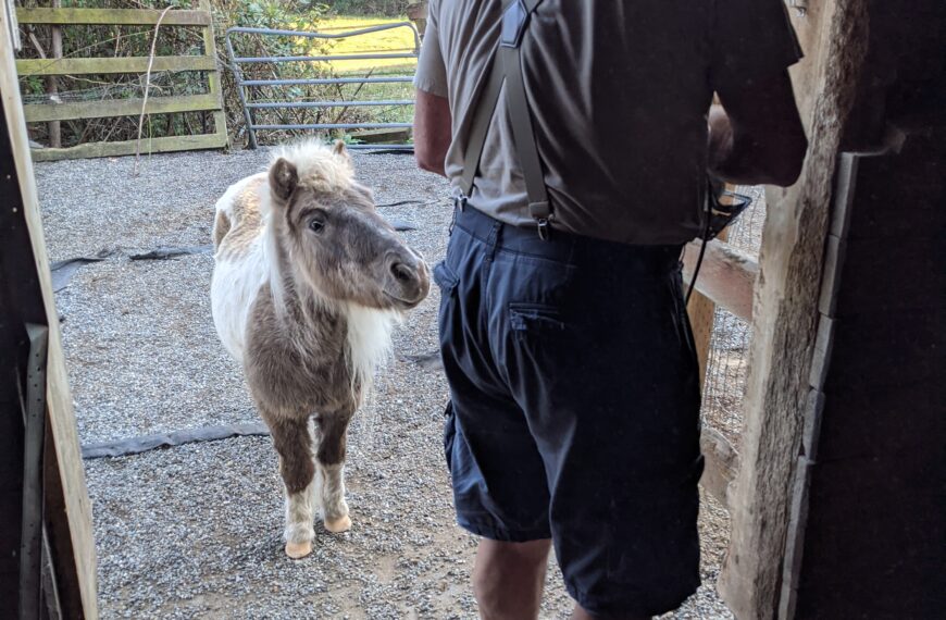 Barn Repair with Pony