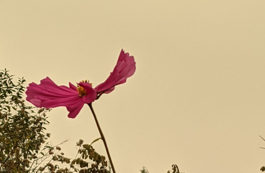 Cosmos flower seen against a smoky sky